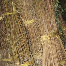 出售优质早熟油桃苗老苗汤