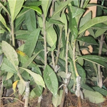 出售枇杷苗（大果白荔枝）
