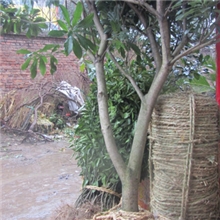 供应优质四季水果苗木：杨梅.枇杷.樱桃.果桑.桃.油桃.红李.桔苗