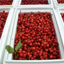 樱桃出售