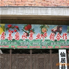 供应桂花树三公分