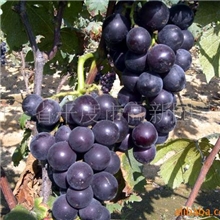 供应摩尔多瓦葡萄苗
