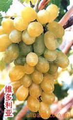 供应维多利亚葡萄苗6万株王秉云13806421132