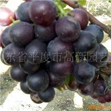 供应藤稔葡萄苗