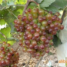 供应30万株克伦生无核葡萄苗，王秉云13806421132