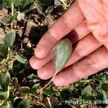 新疆特产野西瓜，数量很少，药用价值很高,驱寒对风湿很有效