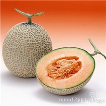 批发新疆蔬菜瓜果优质哈密瓜，金皇后，98密甜瓜，上等礼品，
