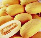 常年提供新疆哈密瓜批发，绿色无公害新疆优质产品