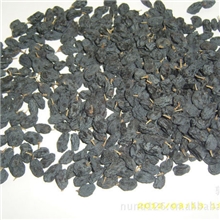 批发新疆优质黑加仑，名优产品，新疆葡萄干批发