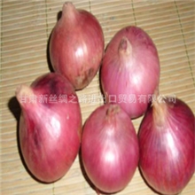 优质供应2013保鲜新鲜甘肃红洋葱出口级洋葱