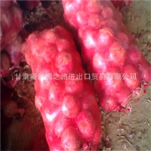 优质供应2013保鲜红皮洋葱出口级洋葱