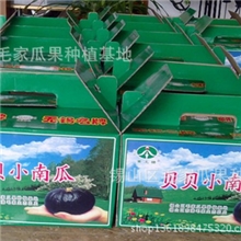 毛家贝贝小南瓜已大量上市