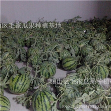 无锡优质黄土塘西瓜大量供应