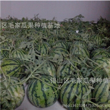 黄土塘优质本地西瓜大量上市