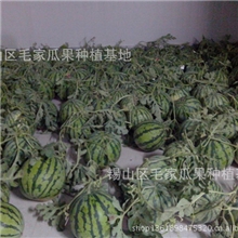 优质黄土塘本地西瓜大量上市