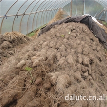 大量低价批发浙江特色紫山药营养丰富花青素高紫山药种子