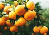 大量供应批发正宗浙江黄岩蜜桔品质有保证