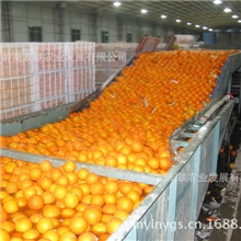 赣南脐橙、江西脐橙、脐橙、橙子