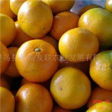 供应早熟桔子