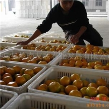 寻求赣南脐橙运输合作脐橙赣南脐橙秭归脐橙农业合作