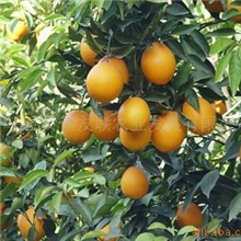 供应纽贺尔脐橙