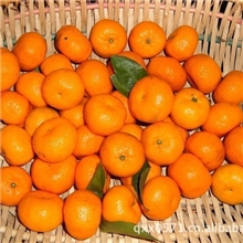 江西特产优质南丰蜜桔水果批发商市场代销售代办新鲜水果代发