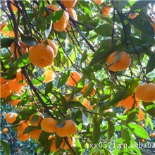 水果市场批发南丰蜜桔南丰蜜桔水果代办新鲜水果批发销售代办