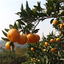 新鲜水果水果批发销售水果批发市场欢迎到水果产地考察做生意