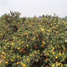 江西特产产地直销正宗南丰蜜桔新鲜水果批发市场果园水果直批