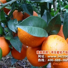 赣南脐橙出口贸易产地直销批发礼品超市直供