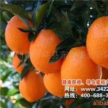 赣南脐橙江西脐橙超市特供批发出口送礼佳品加工打蜡