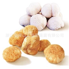 2013年新货常山猴头菇干品(图)
