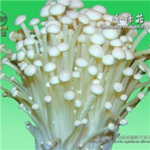 金针菇-厂家直供新货盐渍金针菇(图)