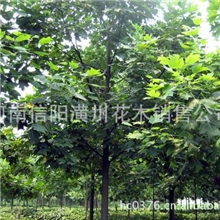 鹅掌楸价格、马褂木价格、枫杨价格、香椿价格、刺槐价格表
