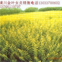 供应白夹竹、白纹维谷笹、靓竹、慈孝竹、翠竹、金叶女贞价格表