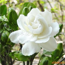 苗木报价表-小叶栀子报价、十大功劳报价、剑麻报价、丝兰报价