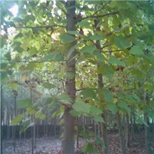 胸径2-30公分法国梧桐,深山含笑,乐昌含笑,含笑球,三色堇价格表