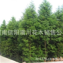 胸径2-30公分香椿、白榆、榔榆、垂榆、雪松、银桂、油杉价格表