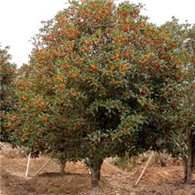 供应桂花、三叶草、百合、薄荷、八宝景天、半支莲、桂花价格表