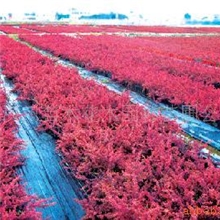 花灌木报价表-小丑火棘报价、红叶小檗报价、法国冬青报价