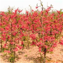 8-200公分瓜子黄杨,北海道黄杨,金边黄杨,含笑球,金叶小檗价格表