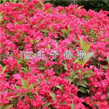 冠径0.3-2米桧柏造型、罗汉松造型、小叶女贞球、锦带价格表