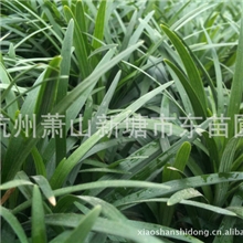 矮麦冬/日本矮麦冬/玉龙草麦冬绿化地被类植物及绿化草坪