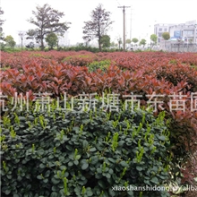 P80-200cm优质红叶石楠球/石楠球/红叶石楠实球等球类绿化