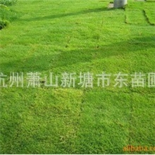 l供应高品质、高质量果岭草四季常绿草坪