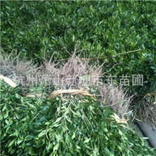 大小叶栀子/红花继木/黄杨/海桐/石楠/绣球/八角金盘等色块萧山苗