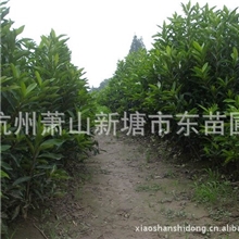 优质各类规格青珊瑚/珊瑚树/法国冬青/红叶石楠绿篱/红叶李等