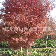日本美国红枫/青枫/鸡爪槭/三角枫/羽毛枫乔木类