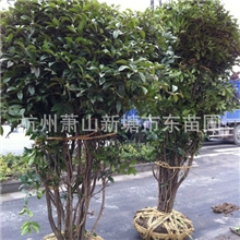 精品桂花/大桂花八月桂丹桂金银桂花四季桂等绿化工程用苗