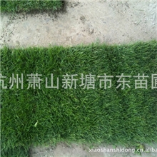 绿化草坪/果岭草草坪/混播绿化草坪/高尔夫球场绿化草坪